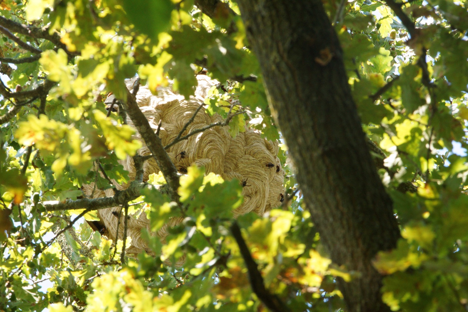 photo d’un nid de frelons asiatiques situé dans un chêne, à 25 m de haut, vu du dessous au travers du feuillage, pris au téléobjectif.