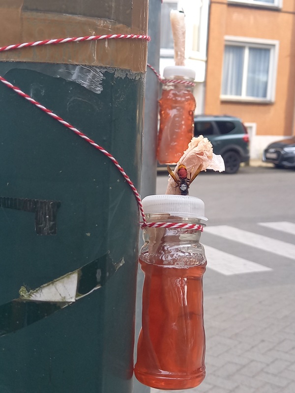 photo d’un frelon asiatique marqué (blanc-orange) en train de butiner un appât