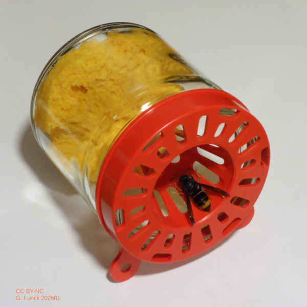 Photo d’un frelon qui entre dans un piège à frelon asiatique composé d'un bocal en verre couvert d'un couvercle en plastique muni de trous calibrés