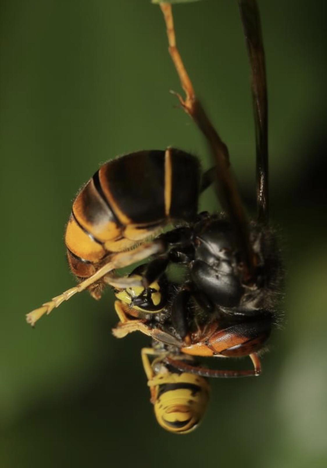 Gros plan d'un frelon asiatique en train de tuer une guêpe