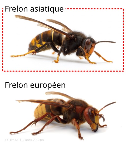 Dessin repésentant côte à côte un frelon asiatique et un frelon européen.